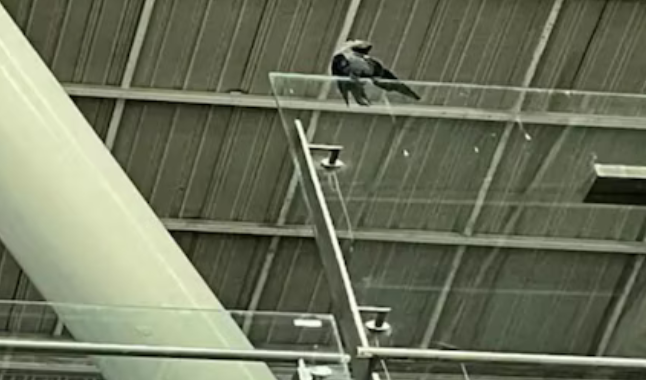 Punjab News: अमृतसर एयरपोर्ट पर कबूतरों का उत्पात, यात्री परेशान