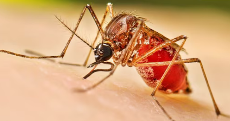 पंजाब में डेंगू के 2625 और चिकनगुनिया के 307 मामले