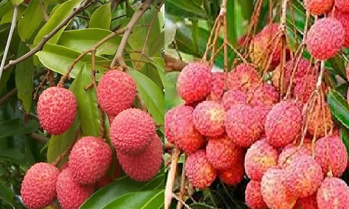 किसानों का मुनाफा 5 गुना बढ़ा, मान सरकार ने खोला