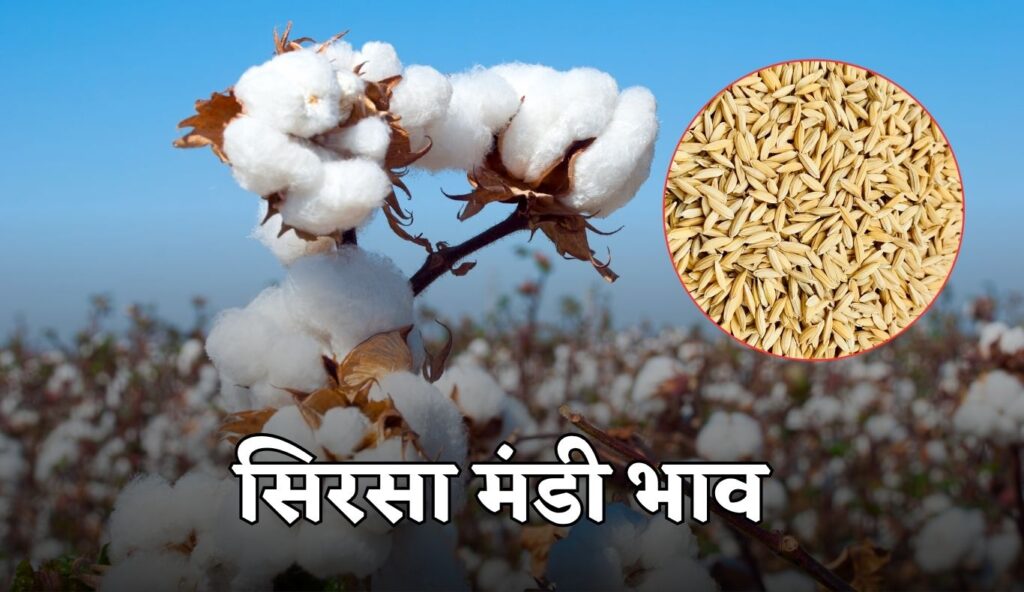 हरियाणा की सिरसा मंडी में फसलों के ताजा भाव हुए जारी, यहां देखें