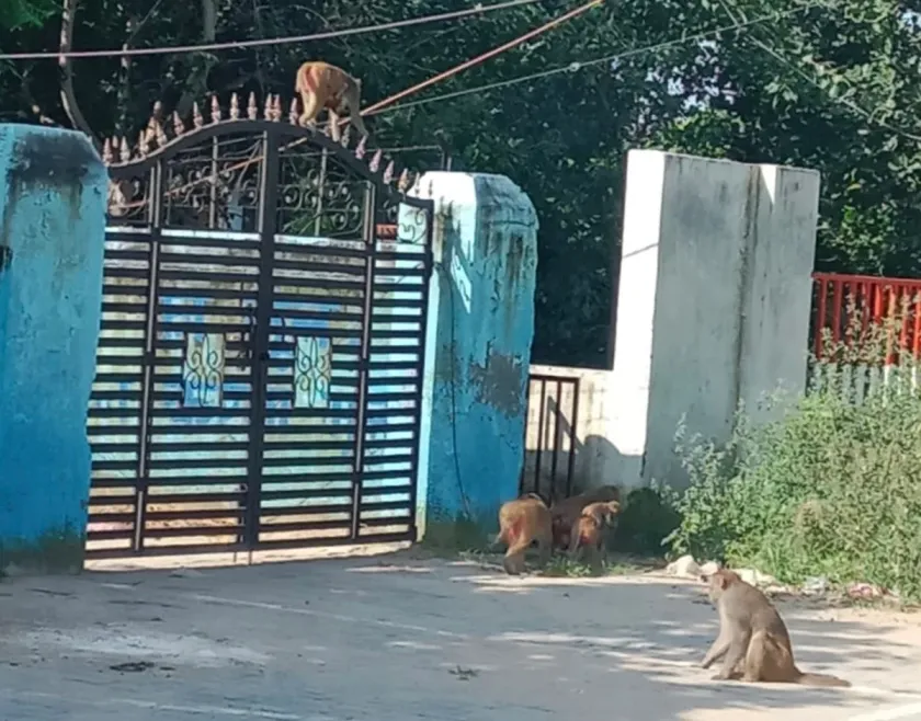 Dharuhera Ward: 1 – सेक्टर में जलभराव की निकासी नहीं, बंदरों का आतंक
