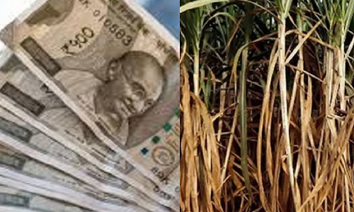पंजाब में पहली बार गन्ने के 100 प्रतिशत बकाए का निपराटा