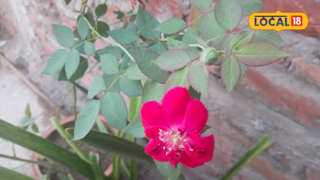 गुलाब के सूखे फूल पौधे के लिए वरदान, आप भी तो नहीं कर रहे ये गलती? इस ट्रिक से खिल उठेगी हर डाली