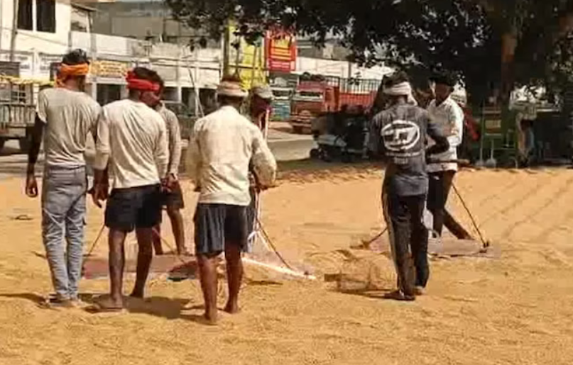 पंजाब की मंडियों में धान की आवक बढ़ी; कल से शुरू होगी…