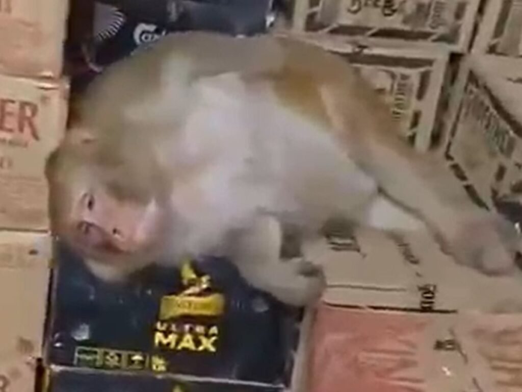 रांची में शराब दुकान में घुसी बंदरिया, फिर जो हुआ देखकर हो जाएंगे हैरान