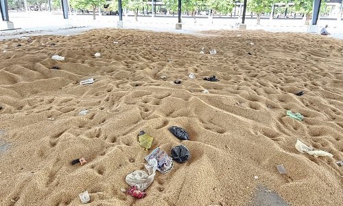 दूसरे राज्यों से हरियाणा में धान-बाजरा लाने वाले वाहनों पर होगी कड़ी निगरानी