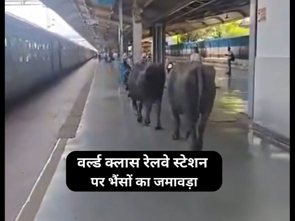 450 करोड़ के वर्ल्ड क्लास स्टेशन पर घूमती दिखीं भैंसें, गोबर भी किया, वीडियो वायरल होने पर टूटी रेलवे की नींद
